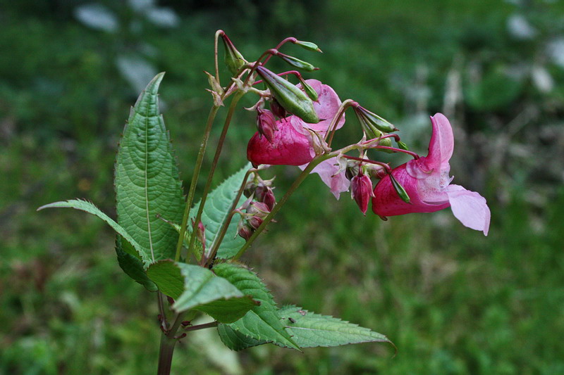 Image of Impatiens glandulifera specimen.