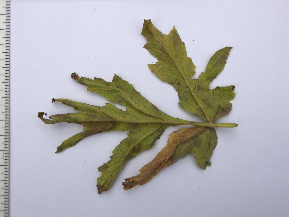Image of Heracleum freynianum specimen.