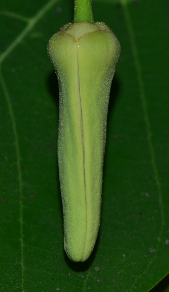 Image of Annona &times; atemoya specimen.