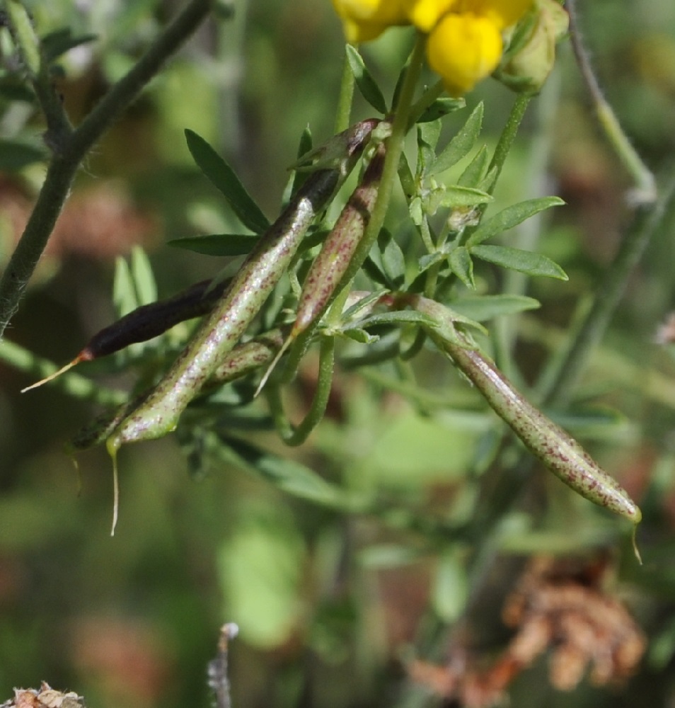 Image of Lotus tenuis specimen.