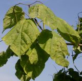 Catalpa bignonioides. Плодоносящая ветвь с невызревшими плодами. Германия, г. Дюссельдорф, Ботанический сад университета. 05.09.2014.