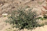 Solanum nigrum
