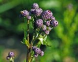 Cirsium palustre