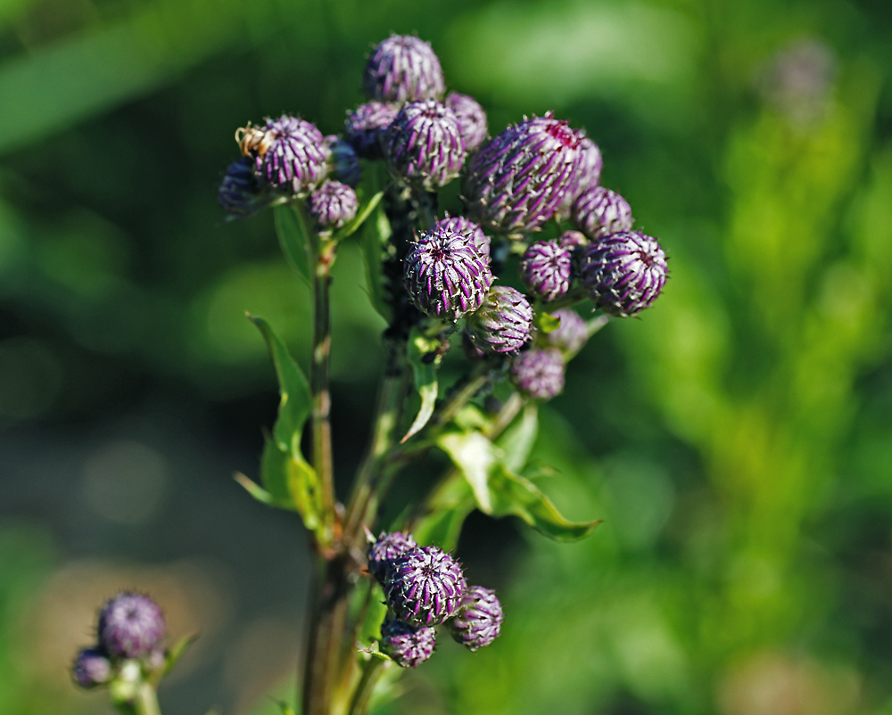 Изображение особи Cirsium palustre.