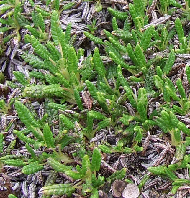 Image of Dryas octopetala ssp. subincisa specimen.