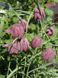 Fritillaria meleagris