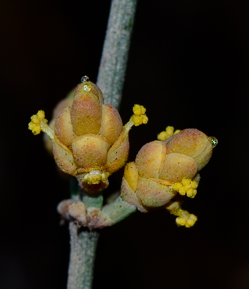 Image of Ephedra foeminea specimen.