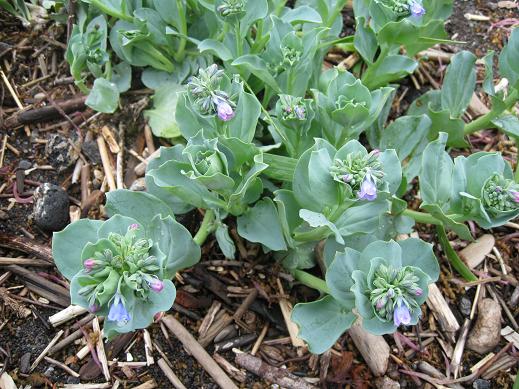 Image of Mertensia maritima specimen.