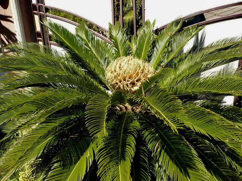 Image of Cycas taitungensis specimen.