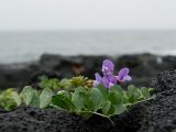 Lathyrus japonicus