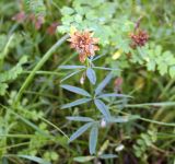 Trifolium lupinaster