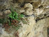 Asplenium ruta-muraria