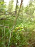 Carex vaginata. Верхушка растения с соплодием. Архангельская обл., Вельский р-н, болотистый лес. 21 июля 2009 г.