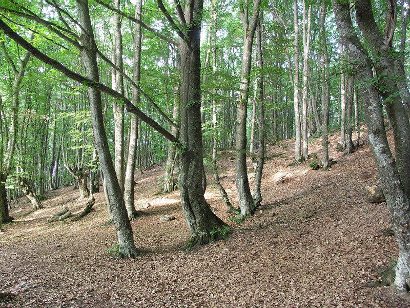 Image of Fagus &times; taurica specimen.