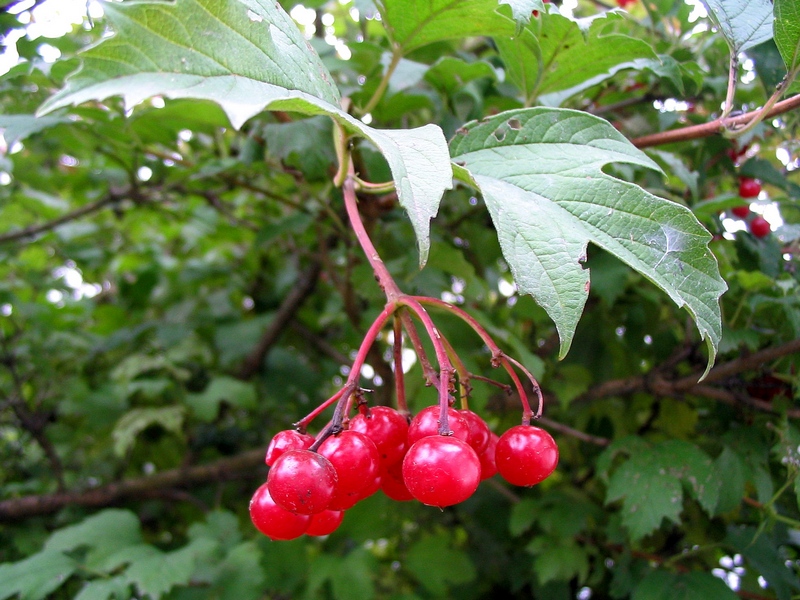 Изображение особи Viburnum opulus.