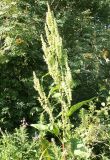 Rumex aquaticus