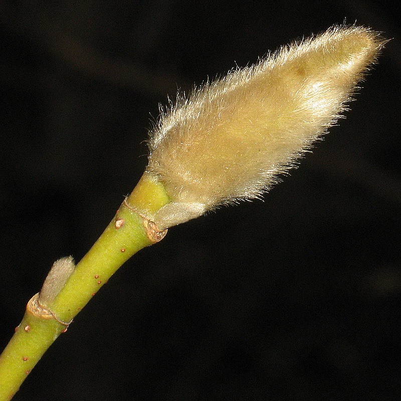 Image of Magnolia kobus specimen.