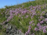 Allium rubens