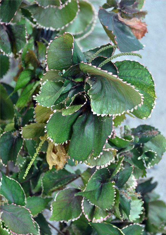 Изображение особи Acalypha wilkesiana.