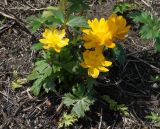 Trollius kytmanovii