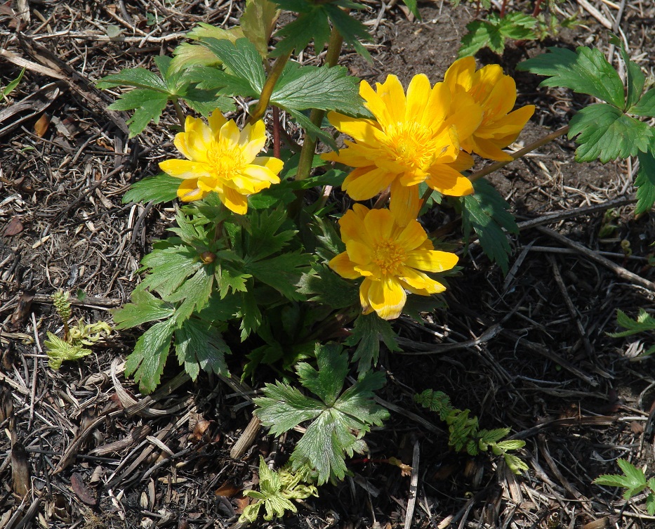 Изображение особи Trollius kytmanovii.