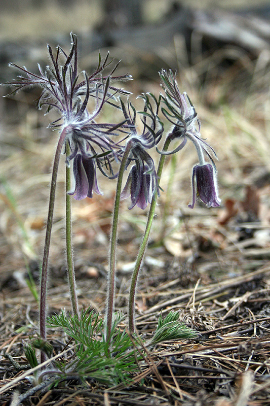 Image of Pulsatilla pratensis specimen.