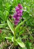 Dactylorhiza euxina. Цветущее растение. Краснодарский край, хр. Аибга, субальпийский луг, ≈ 2400 м н.у.м. 02.07.2015.