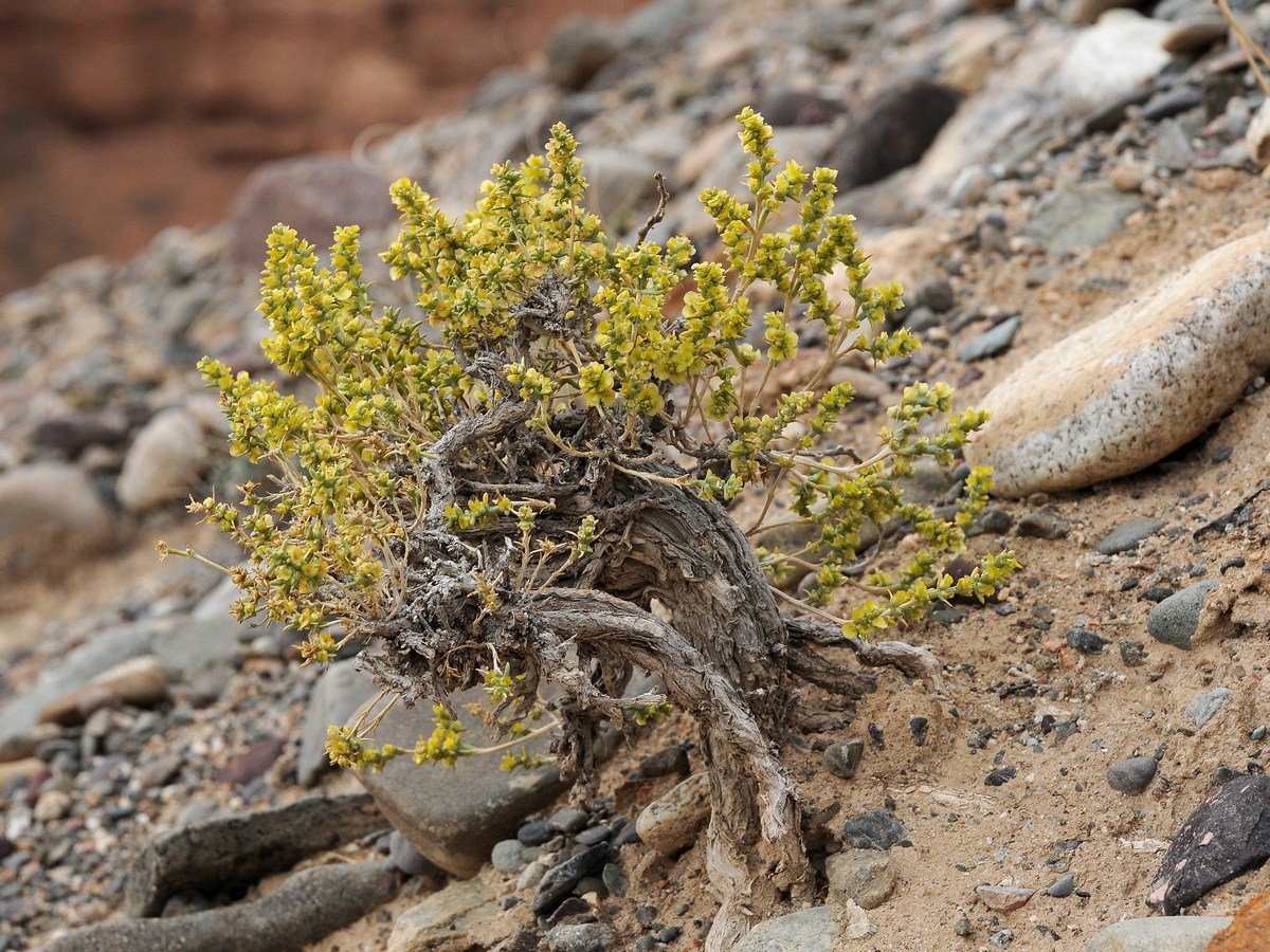 Изображение особи Arthrophytum iliense.