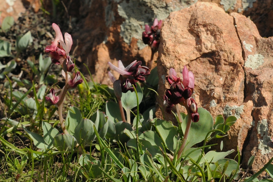 Image of Corydalis ledebouriana specimen.