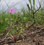 Geranium molle. Цветущее и плодоносящее растение. Краснодарский край, окр. г. Крымск, разнотравный луг на склоне горы. 03.05.2015.