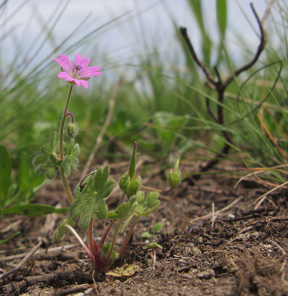 Изображение особи Geranium molle.