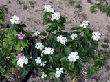 Catharanthus roseus. Цветущее растение. Андаманские острова, остров Нил, в культуре. 03.01.2015.