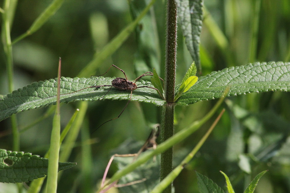 Изображение особи Stachys palustris.