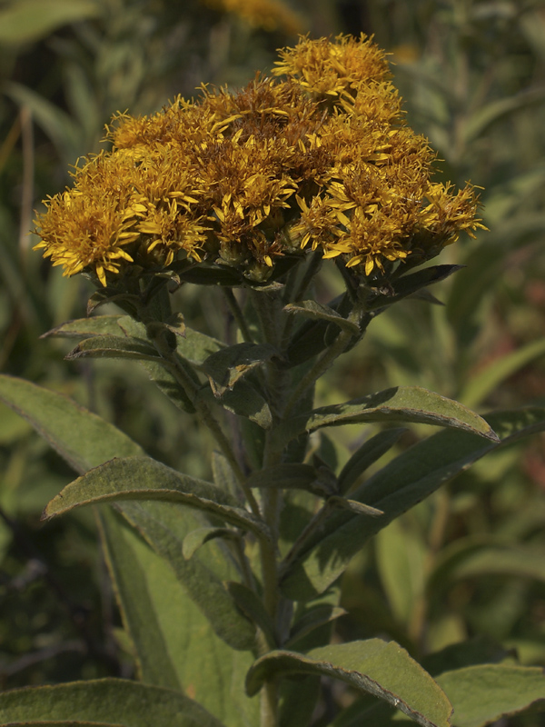 Image of Inula germanica specimen.