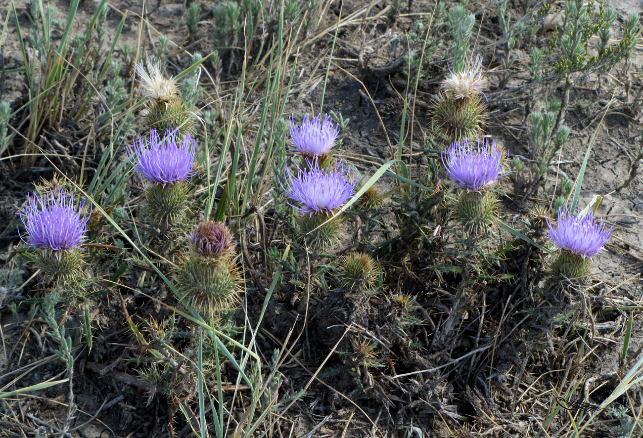 Image of Ancathia igniaria specimen.