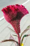 Celosia cristata