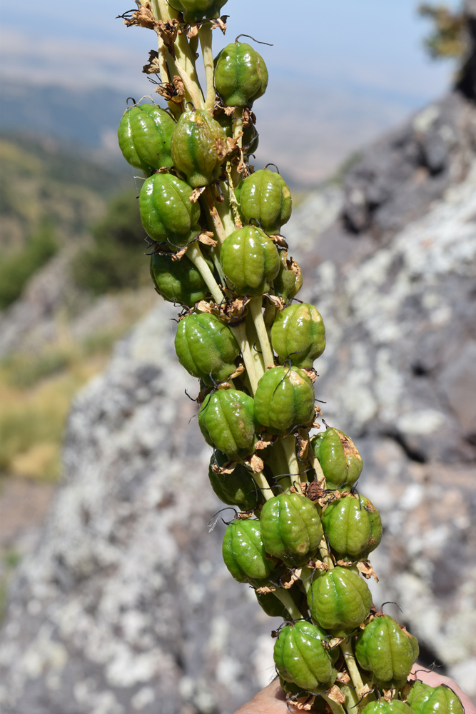 Image of Eremurus turkestanicus specimen.