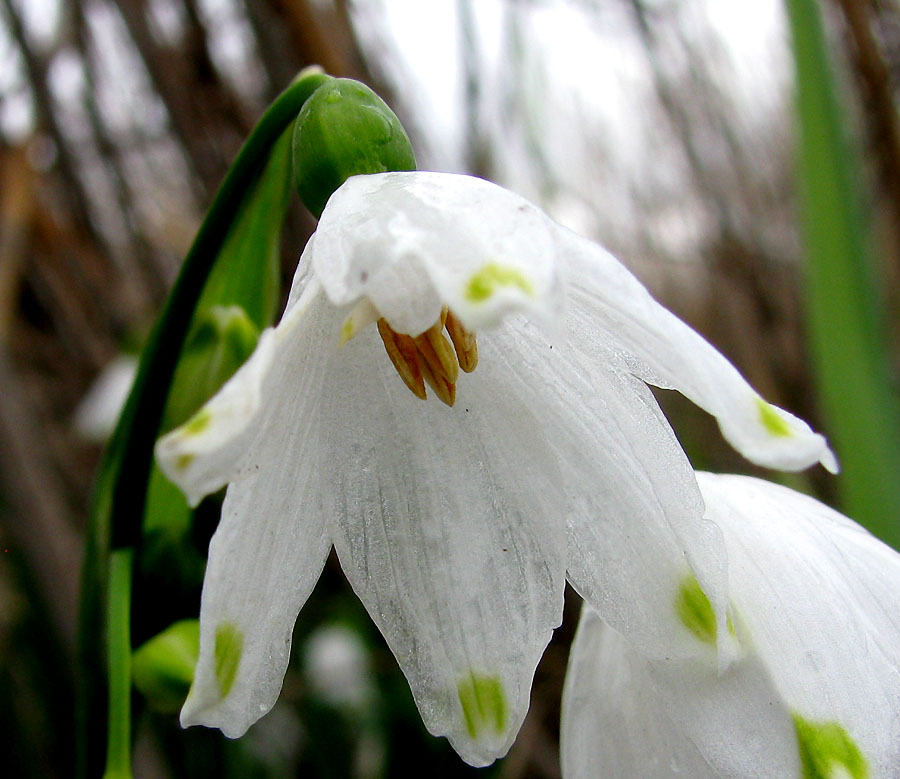 Image of Leucojum aestivum specimen.