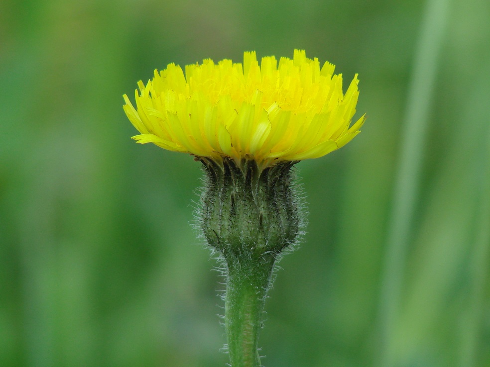 Image of Trommsdorffia maculata specimen.