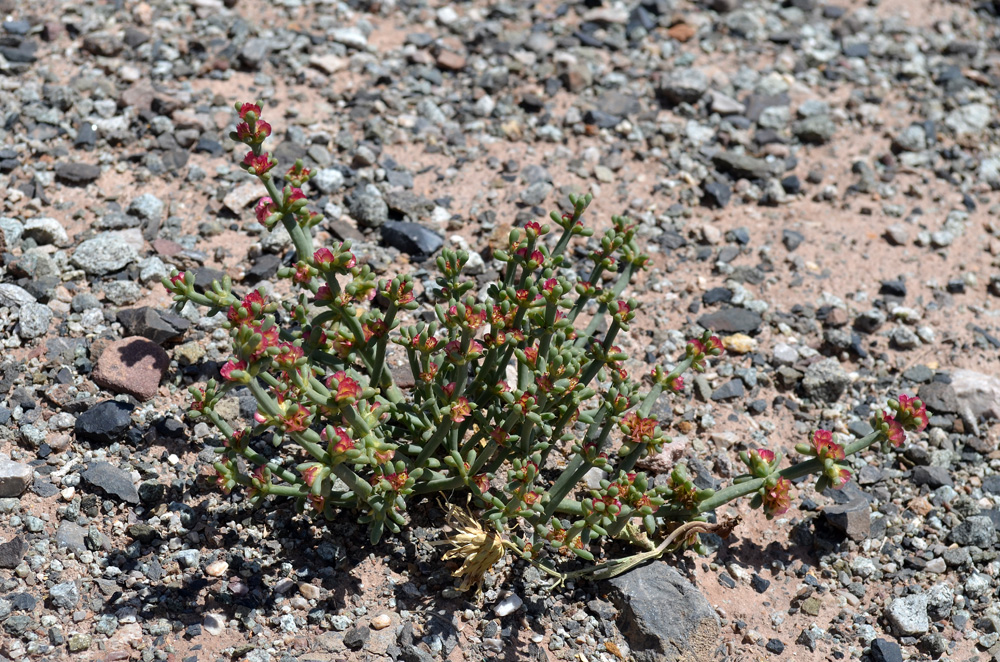 Image of Anabasis pelliotii specimen.