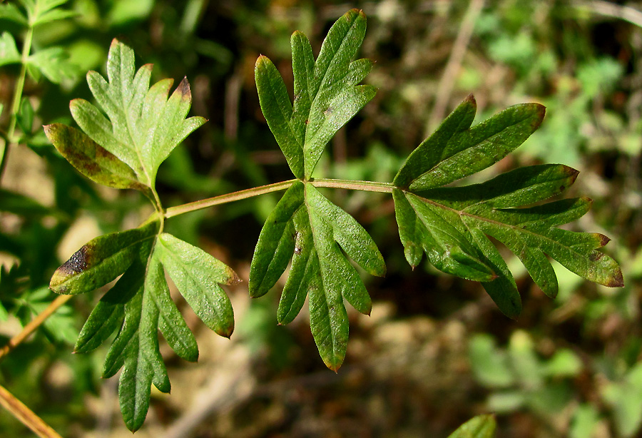 Изображение особи Xanthoselinum alsaticum.