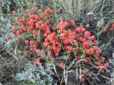 Ephedra distachya