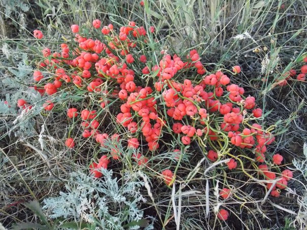 Image of Ephedra distachya specimen.