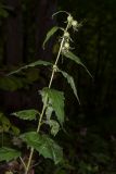 Campanula trachelium