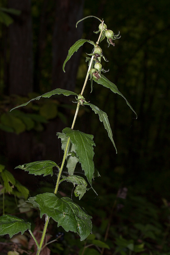 Image of Campanula trachelium specimen.