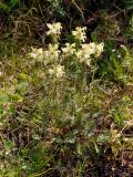 Pedicularis compacta. Цветущее растение. Бурятия, Окинский р-н, долина р. Аршан, ≈ 1700 м н.у.м., луговой склон. 10.07.2015.