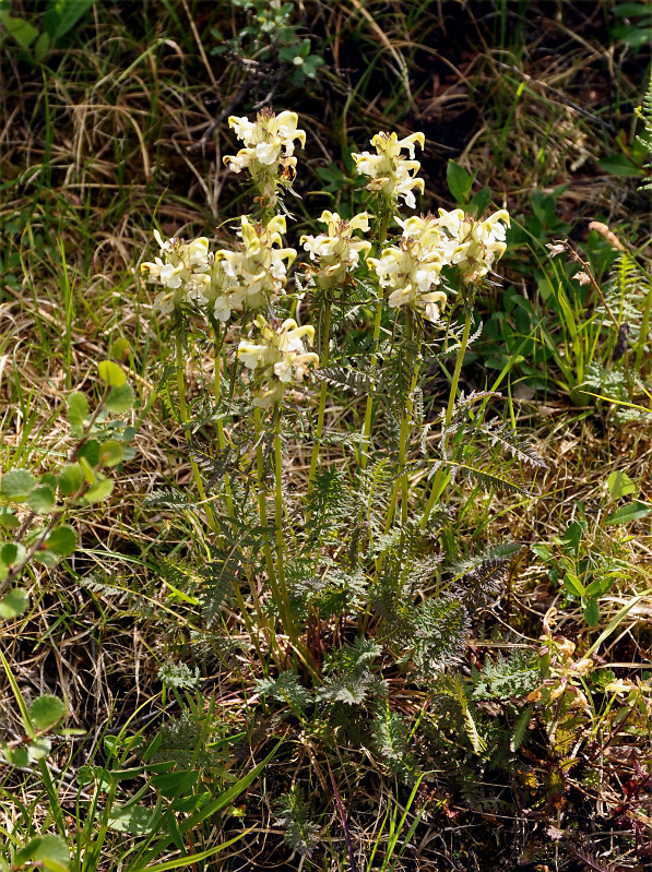 Image of Pedicularis compacta specimen.