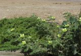 Tribulus macropterus