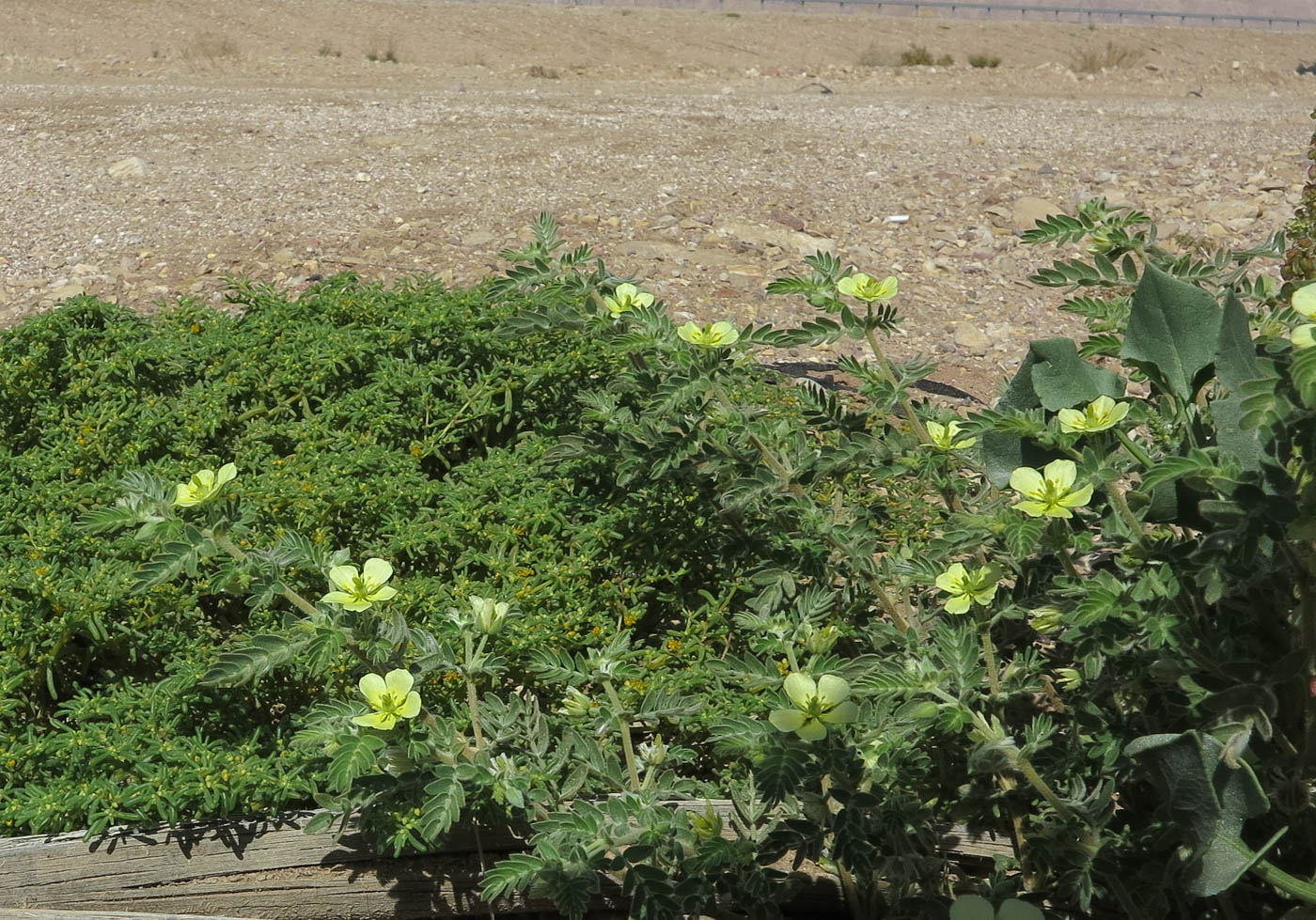 Image of Tribulus macropterus specimen.