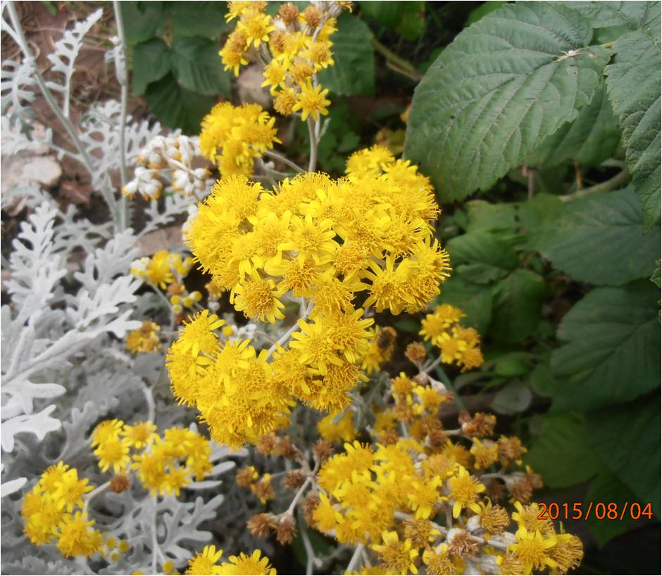 Image of Senecio cineraria specimen.